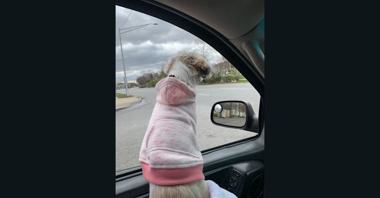 Lucy, a Shih Tzu tested with EmbarkVet.com