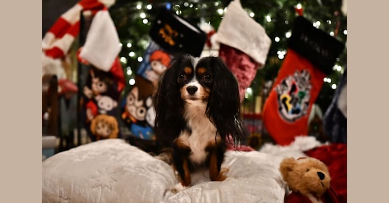 Dobby, a Cavalier King Charles Spaniel (6.4% unresolved) tested with EmbarkVet.com