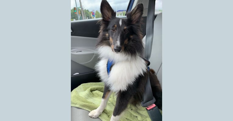Whiskey Cash Adams, a Shetland Sheepdog tested with EmbarkVet.com