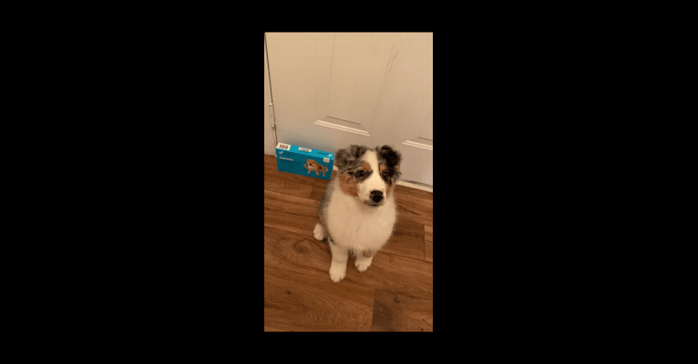 Photo of Bailie (Skyecoves Boss Dog is Out Of This World), an Australian Shepherd Group  in Alma, Georgia, USA