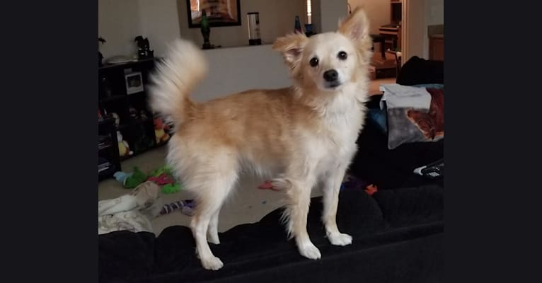 Mara, an American Eskimo Dog and Chihuahua mix tested with EmbarkVet.com