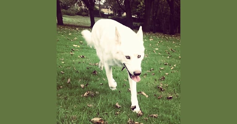 Jasper, a German Shepherd Dog and Siberian Husky mix tested with EmbarkVet.com