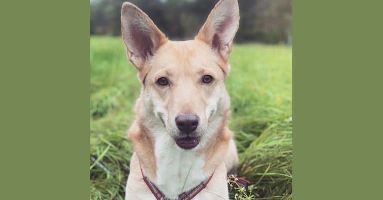 Jessie, a West Asian Village Dog tested with EmbarkVet.com