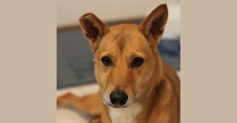 French Fry, an Indian Indigenous Dog tested with EmbarkVet.com