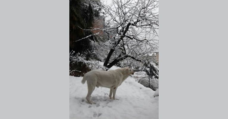 Roi, an European Village Dog and Mastino Abruzzese mix tested with EmbarkVet.com
