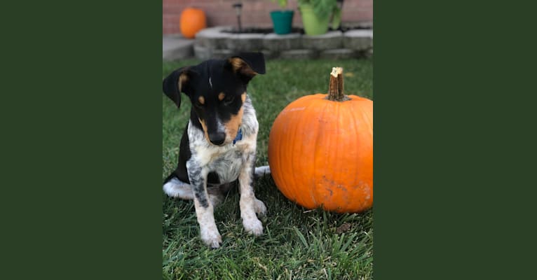 Stetson, an American Village Dog and Australian Cattle Dog mix tested with EmbarkVet.com