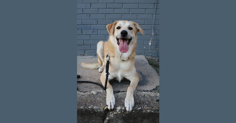 Rigby, a Great Pyrenees and Australian Cattle Dog mix tested with EmbarkVet.com