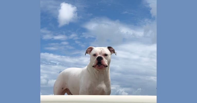 Milo, an American Bulldog tested with EmbarkVet.com