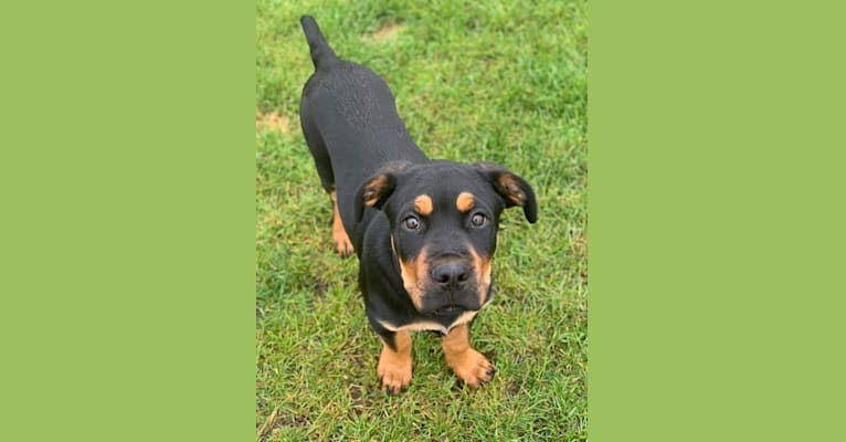 Regan, a Rottweiler and Bullmastiff mix tested with EmbarkVet.com