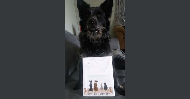 Odin 'stinky butt' Mussatti, an Australian Cattle Dog tested with EmbarkVet.com