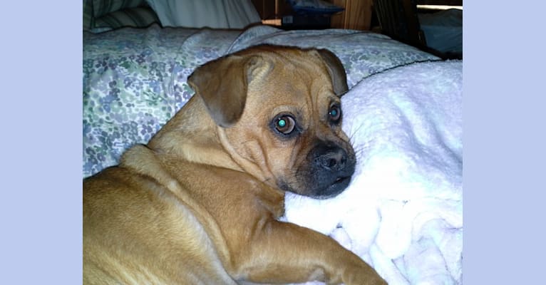 Embark Dog DNA Test Breed