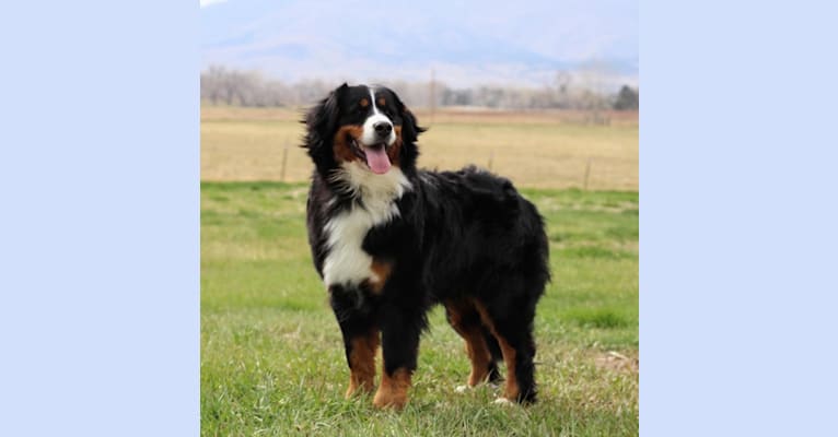 Santanna, a Bernese Mountain Dog tested with EmbarkVet.com