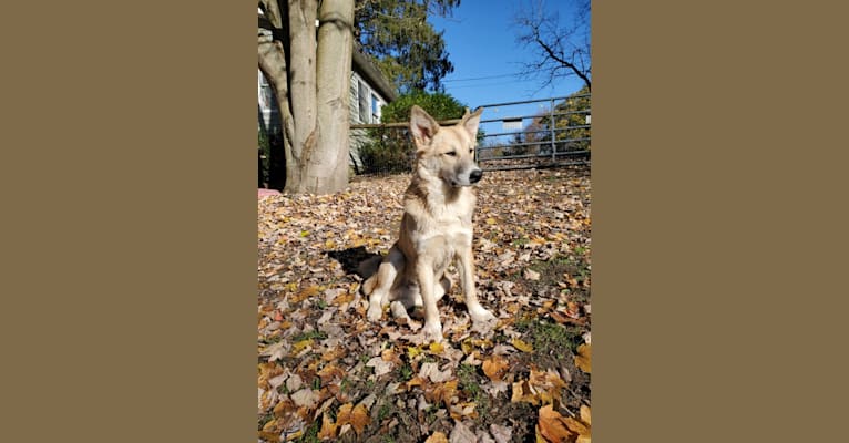 Nelson, an Arabian Village Dog tested with EmbarkVet.com