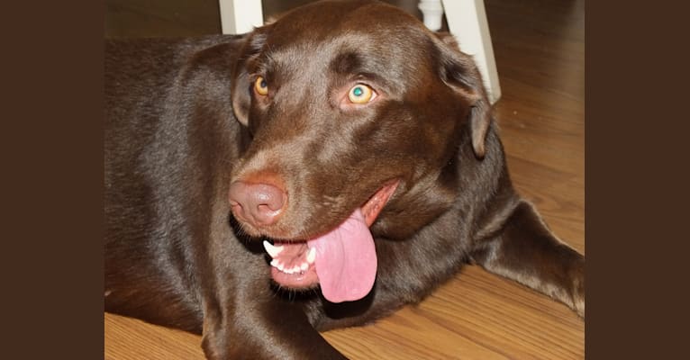 Millie, a Labrador Retriever tested with EmbarkVet.com