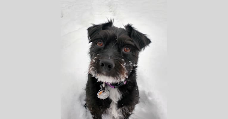 Photo of Lady, a Chihuahua, Russell-type Terrier, American Eskimo Dog, Maltese, Poodle (Small), and Mixed mix in Pasco, Washington, USA