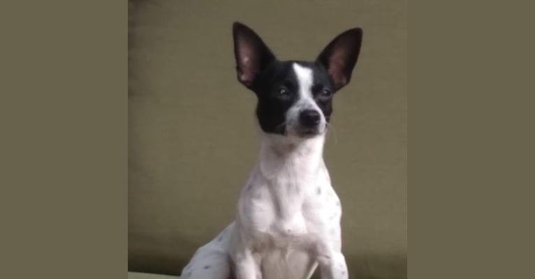 Thor, a Chihuahua and Rat Terrier mix tested with EmbarkVet.com