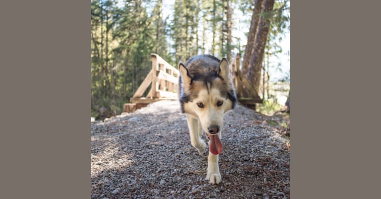 Aldo, a Siberian Husky and German Shepherd Dog mix tested with EmbarkVet.com