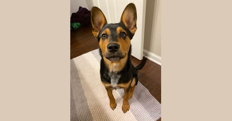 Gimli, an Australian Cattle Dog and Rottweiler mix tested with EmbarkVet.com