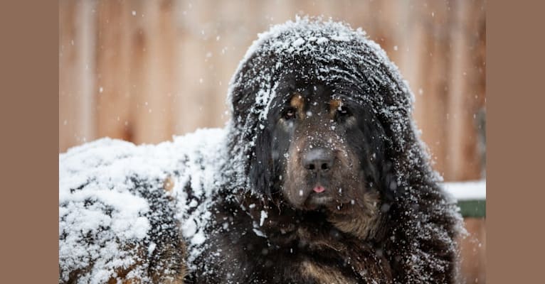 Big Joe, a Tibetan Mastiff tested with EmbarkVet.com