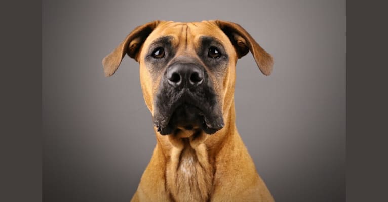 Zane, a Boxer and Mixed mix tested with EmbarkVet.com