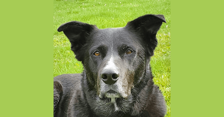 Sox, a Border Collie and Akita mix tested with EmbarkVet.com