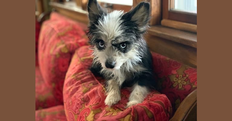 Echo, a Chihuahua and Miniature Pinscher mix tested with EmbarkVet.com