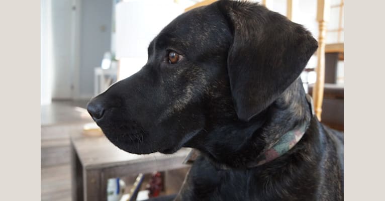 Embark Dog Dna Test Breed