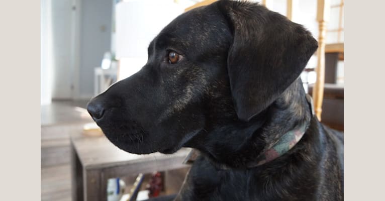 Kobe Bean McGrath, a Chesapeake Bay Retriever and Labrador Retriever mix tested with EmbarkVet.com