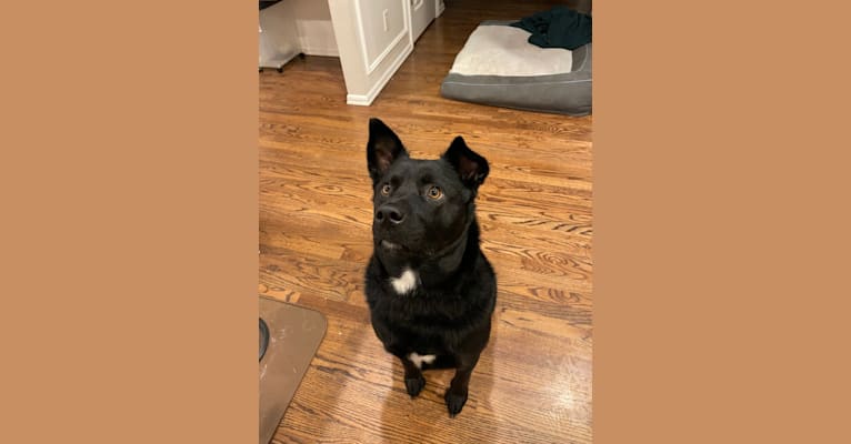 Leo, an American Eskimo Dog and Rottweiler mix tested with EmbarkVet.com