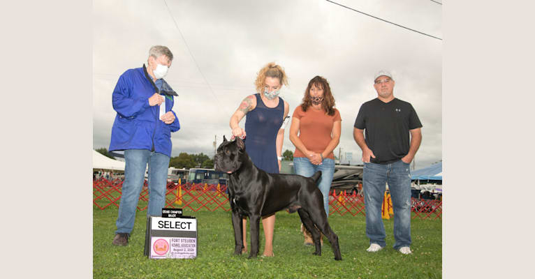 Diesel, a Cane Corso tested with EmbarkVet.com