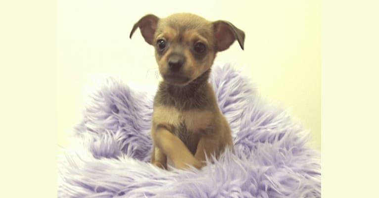 FOXY, a Chihuahua and Yorkshire Terrier mix tested with EmbarkVet.com
