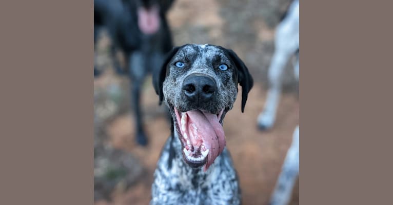 Skadi, a German Shorthaired Pointer and Alaskan-type Husky mix tested with EmbarkVet.com