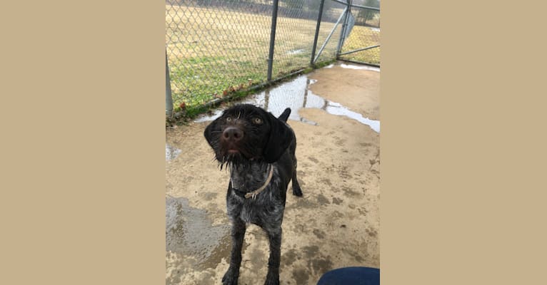 Rosemary, a German Wirehaired Pointer tested with EmbarkVet.com