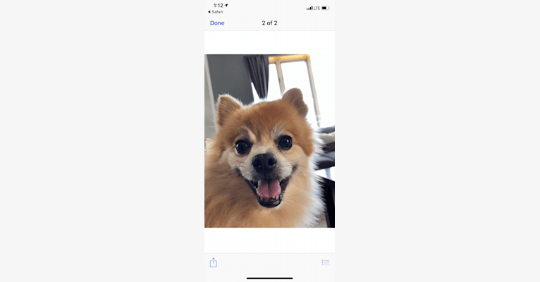 Rusty, a Pomeranian tested with EmbarkVet.com