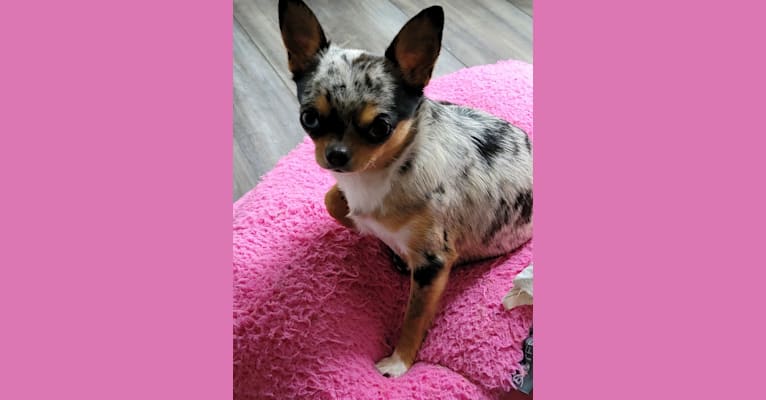 Sonja, a Chihuahua tested with EmbarkVet.com