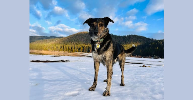 Mackay, a Border Collie and Australian Cattle Dog mix tested with EmbarkVet.com