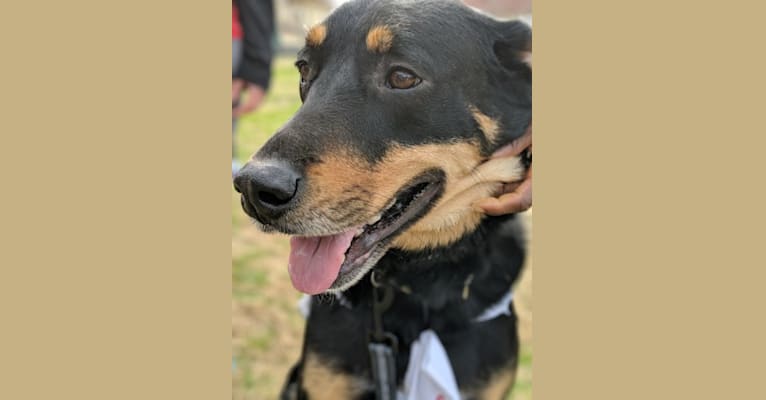 Duke, a Rottweiler and Siberian Husky mix tested with EmbarkVet.com