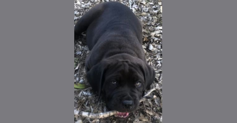 Cade, a Cane Corso tested with EmbarkVet.com