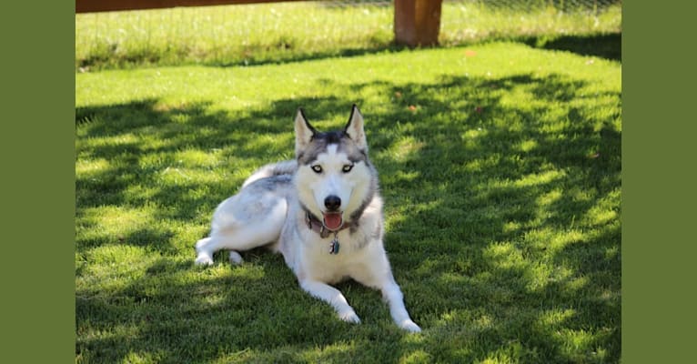 Tasha, a Siberian Husky tested with EmbarkVet.com