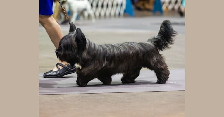 Sheldon, a Skye Terrier tested with EmbarkVet.com