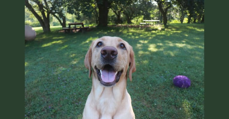 Ziggy, a Labrador Retriever tested with EmbarkVet.com