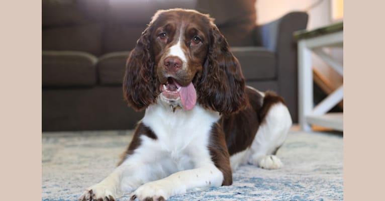 Ziva, an English Springer Spaniel tested with EmbarkVet.com