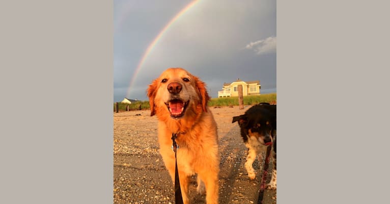 Jake, a Golden Retriever and Cocker Spaniel mix tested with EmbarkVet.com