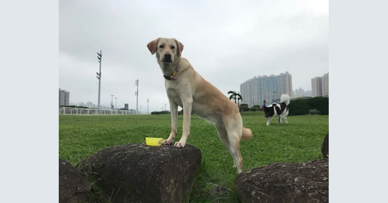 Tasha, an East Asian Village Dog and Golden Retriever mix tested with EmbarkVet.com