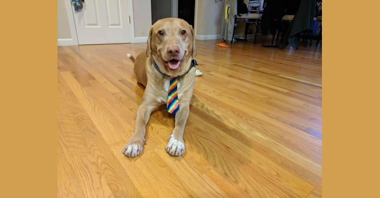 Zeke, a Labrador Retriever and Beagle mix tested with EmbarkVet.com