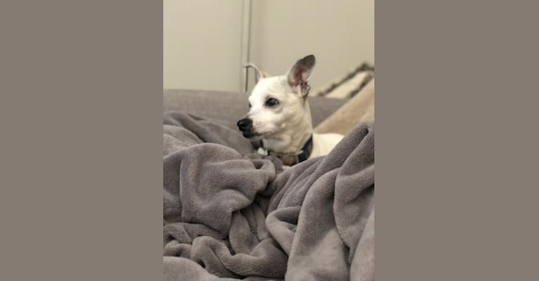 Lou, a Chihuahua and Pomeranian mix tested with EmbarkVet.com