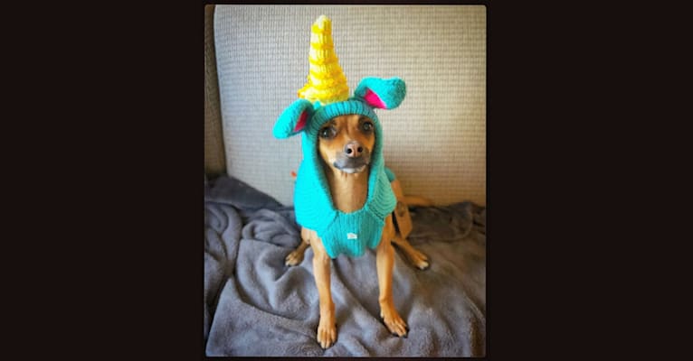 Photo of Newt Maghoo, a Chihuahua, Poodle (Small), and Mixed mix in Hanford, CA, USA
