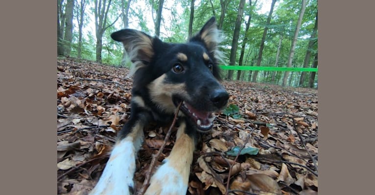 Nefro, an Eastern European Village Dog tested with EmbarkVet.com