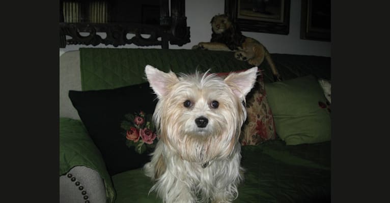 Buddy, a Yorkshire Terrier and Chihuahua mix tested with EmbarkVet.com