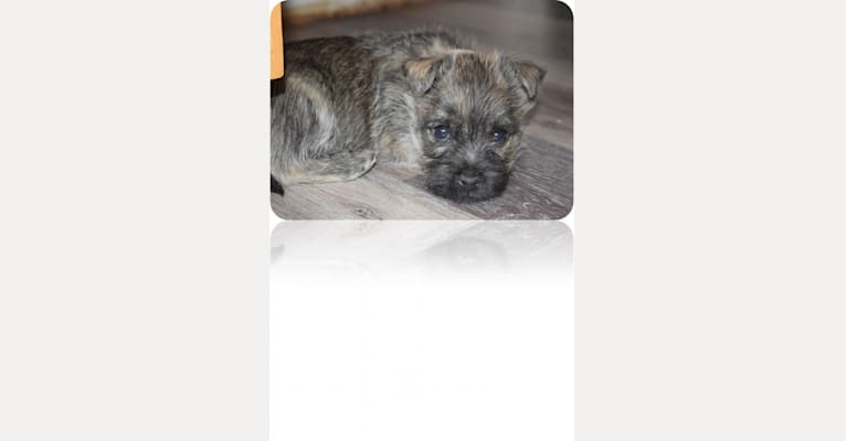 Tikva, a Cairn Terrier tested with EmbarkVet.com
